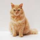 스키타는고양이 이미지