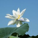 시흥시민햇빛 8호 발전소 | 시흥 여행 연꽃 활짝 사진찍기 좋은곳 시흥 관곡지 연꽃테마파크