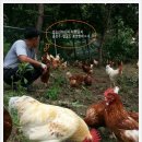 월출산힐링팜 이미지