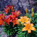 김해할매집 이미지