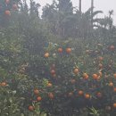 제주브릭스 이미지