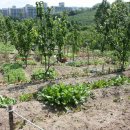 배나무농장 이미지