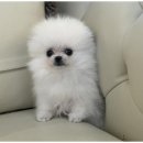 강아지분양 더펫 이미지