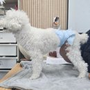 오마이멍멍 | 청주 독피트니스 오마이멍멍 내돈내산 후기 강아지 근육 키우기