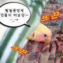 땡칠이네 이미지