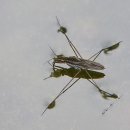 소금쟁이 이미지