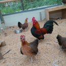 게임잉글리쉬 이미지