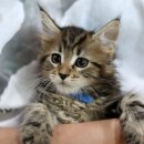 도레미캣 이미지