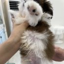 도그 인 시티 이미지