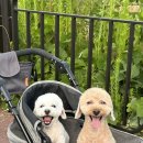 김쌤펫살롱 이미지