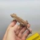 가성수족관 이미지