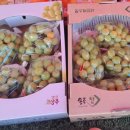 충주청과 이미지