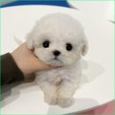 이루네 애완미용샵 | 일산펫샵 비숑프리제 특별한 애견샵 솔직 후기