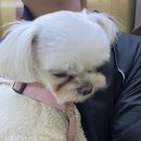 쥬씨 배곧점