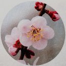 삼우그린아파트 | 이야기가 있는 나무백과 31 - 매실나무