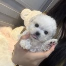 내 품안의 반려견(강서점) | 강서애견샵 내품안의 반려견