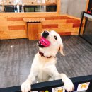 이츠펫온양점