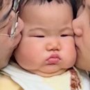 다조리카 - 106458 | 다조리카