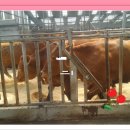 부안청보리 한우농장 이미지