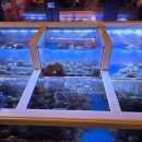 오군포차 이미지