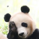 (주)테크마인 | [마시모두띠,아르켓] water repellent 고급패딩파카 후기 : 이거 맞아…?