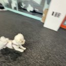 귀엽다멍 | 우리 강아지 변신 완료! 믿고 맡기는 정관 애견 미용 후기-귀엽다멍