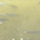 황포돛배매점 이미지