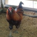 성조농장 이미지