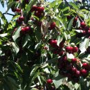 체리목장 이미지