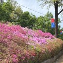 탄금공원 야외화장실(동산) | 군포 가볼만한 곳, 봄꽃구경 핑크빛 ‘군포 철쭉동산’ 축제 후기