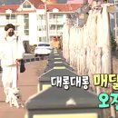 제주목화 이미지