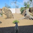 낙타와돌고래 | 호주 시드니 8박 10일 : 포트스테판 투어 후기 (돌고래크루즈, 사막, 오크베일 동물원, 꿀팁, 옷차림)