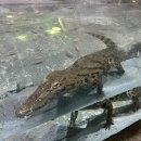 빼꼼낼름 | 두바이 가볼만 한 곳 두바이 사파리 파크 후기 및 입장권 티켓 추천, 가격 (Dubai Safari Park)