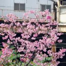 우당약국 | 도쿄 신주쿠 디즈니 스토어 신주쿠교엔 스가 신사 도쿄타워 후기