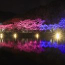 마이산 벚꽃길 이미지