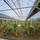 꼭지내농장 이미지