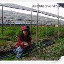 용정농장 이미지