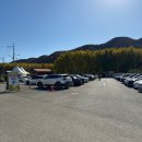 도리 마을회관 | 경주 도리마을 은행나무숲 실시간 11월10일 단풍명소 방문 후기(주차·먹거리)