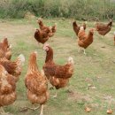 봄양계장 이미지