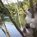 멍때리는 고양이 이미지