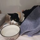 카라동물병원 이미지