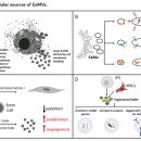 Re: extracellular vesicle, exosomes 엑소좀의 발견과 불신 --＞ 수용 그리고 미래!! 이미지