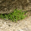 산머루펜션 이미지