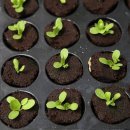 영국농장 이미지