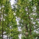 금강김밥 이미지