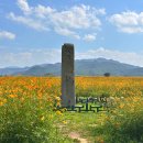 분황사 | 경주 분황사 해바라기 코스모스 꽃구경 혼자여행 코스