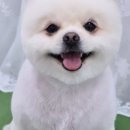 도그도담 이미지