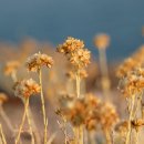 지아정원 이미지