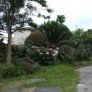 대평올레민박 이미지