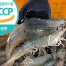사계절왕새우 이미지
